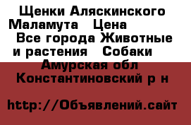 Щенки Аляскинского Маламута › Цена ­ 10 000 - Все города Животные и растения » Собаки   . Амурская обл.,Константиновский р-н